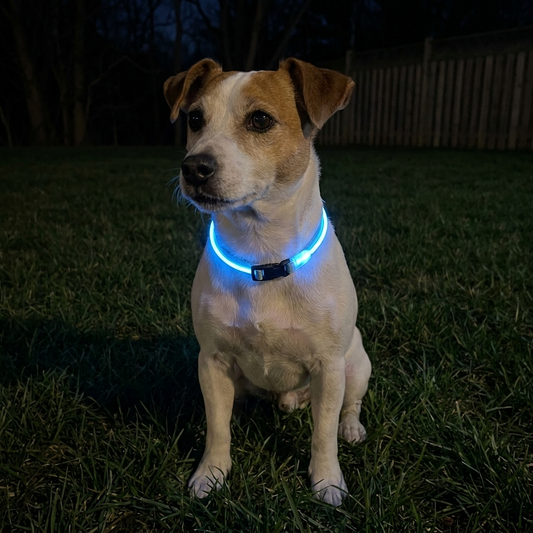 LED Glow Collar - Blue